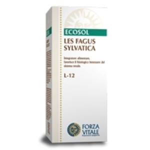 LES FAGUS SYLVATICA haya 50ml.